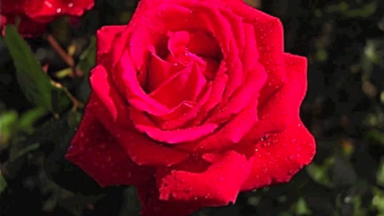 a-red-red-rose-by-robert-burns-greatest-poems